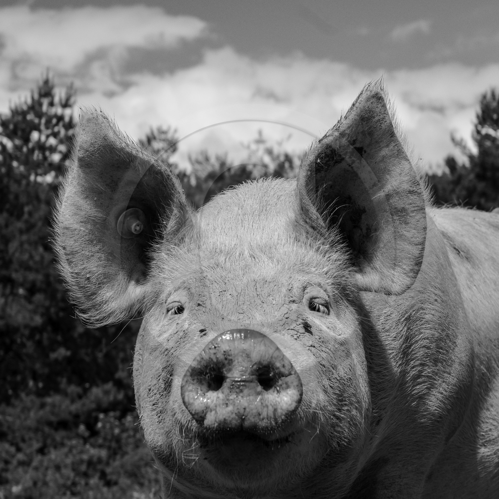 Elevage biologique de cochons en plein air
