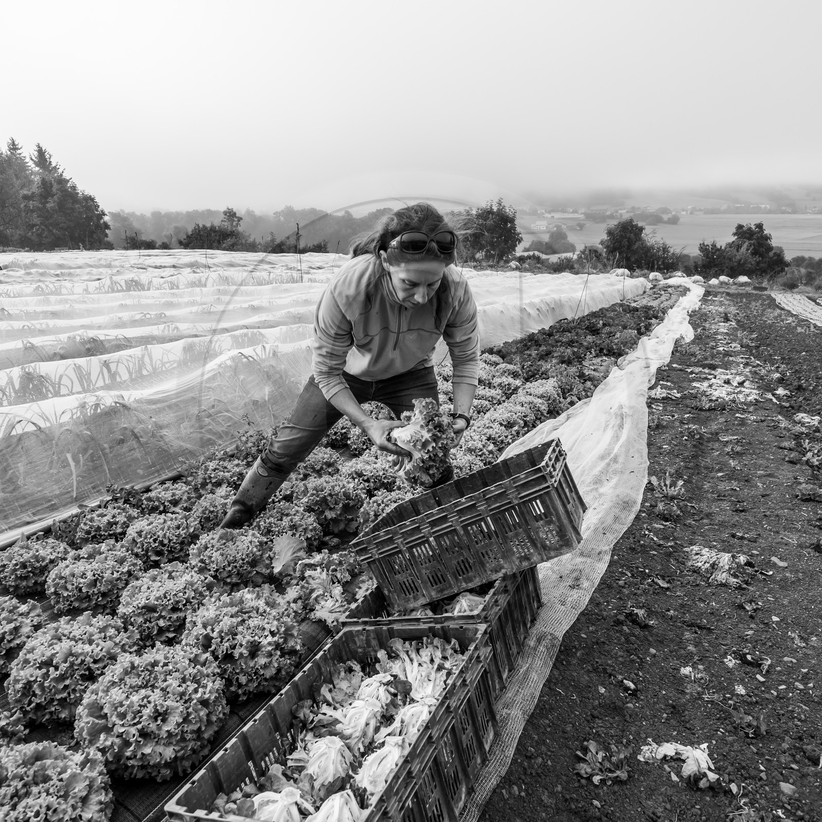 Maraichage biologique dans le Champsaur
