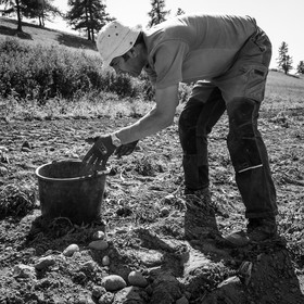 La récolte des pommes de terre