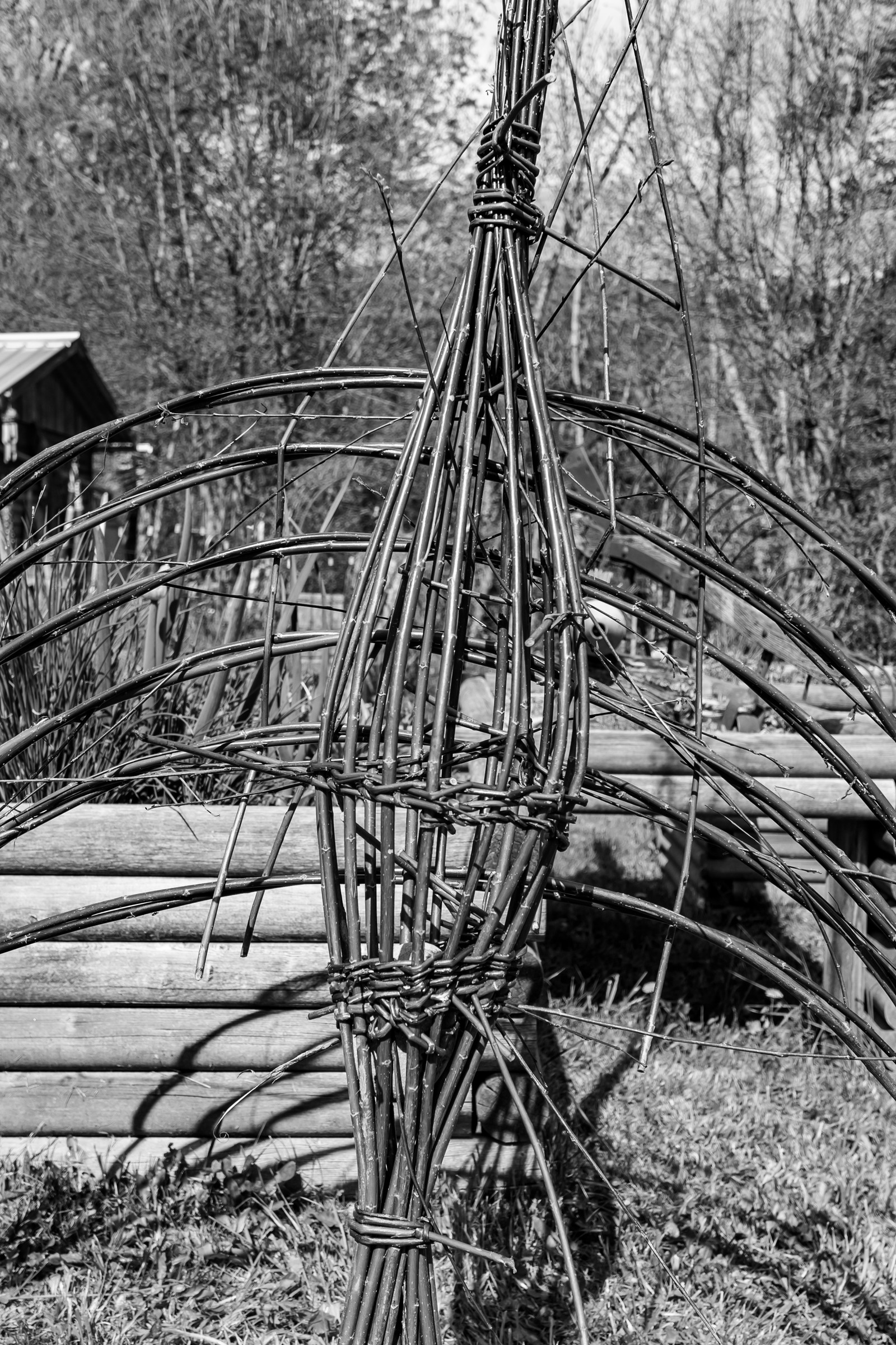 30 avril 2025 : Un oiseau en osier