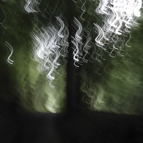 Le Pays des Arbres Flous