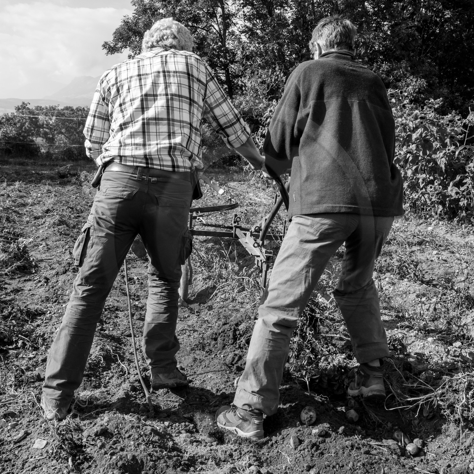 La récolte des pommes de terre avec un cheval