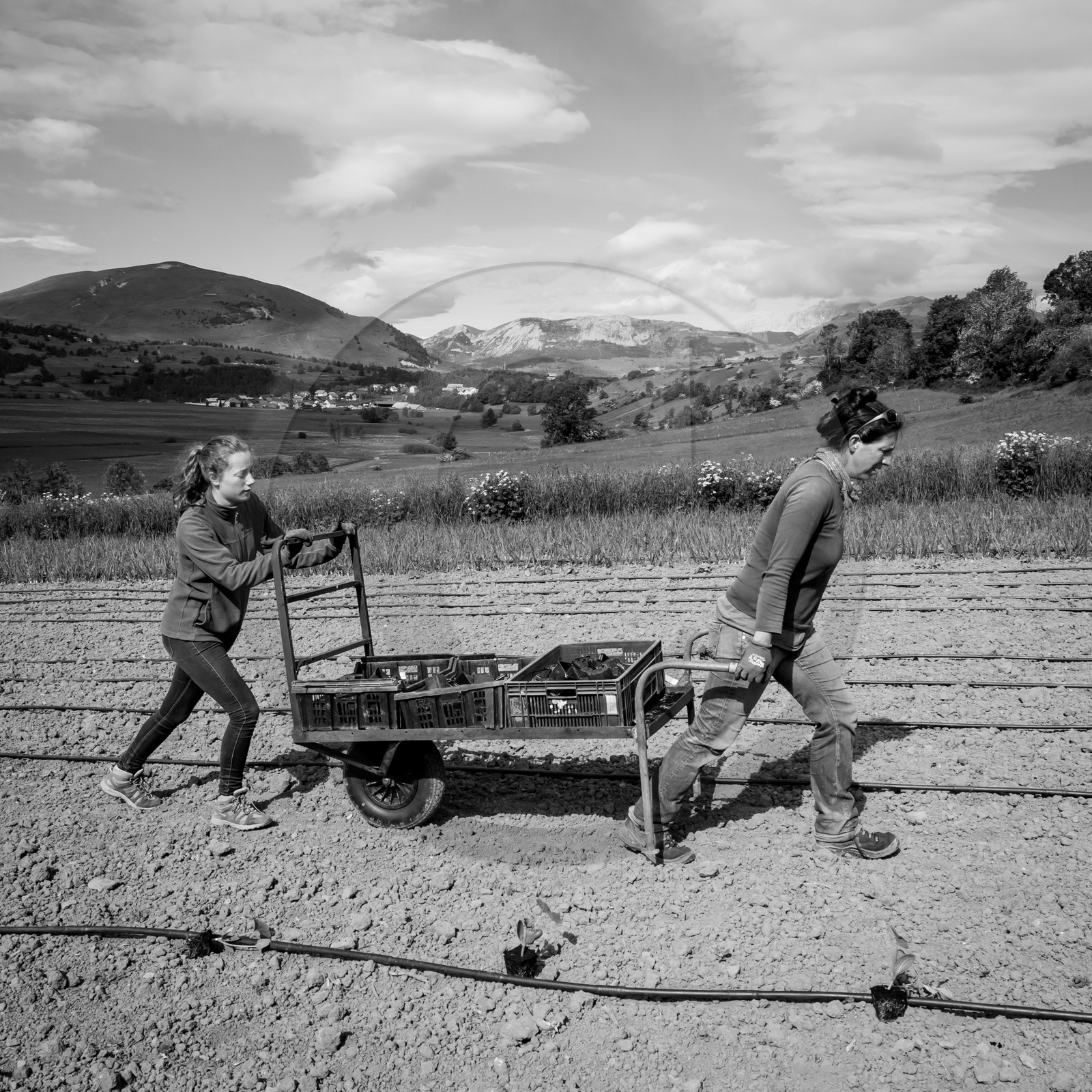 La plantation des courges