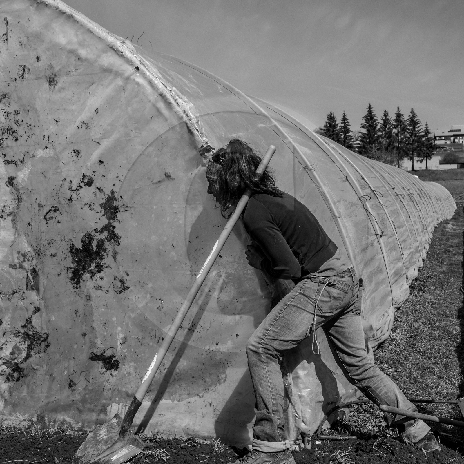 Montage de serres tunnel