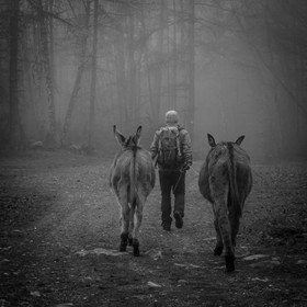 La transhumance des ânes