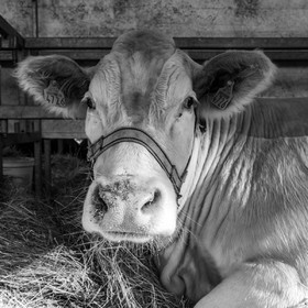 Rencontres paysannes à Saint-Bonnet en Champsaur