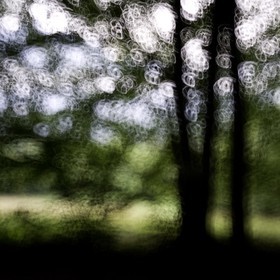 Le Pays des Arbres Flous