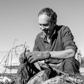 La récolte des carottes