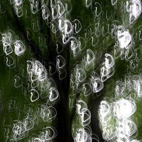 Le Pays des Arbres Flous