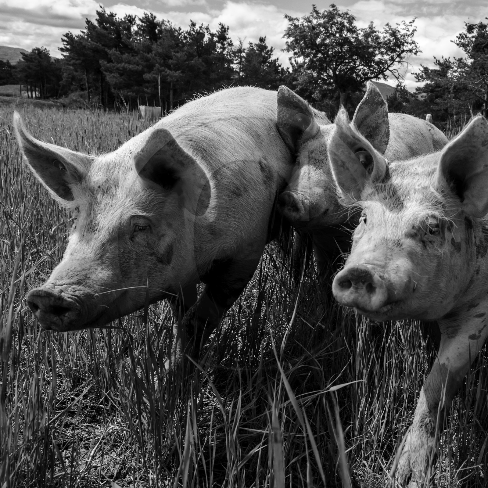 Elevage biologique de cochons en plein air