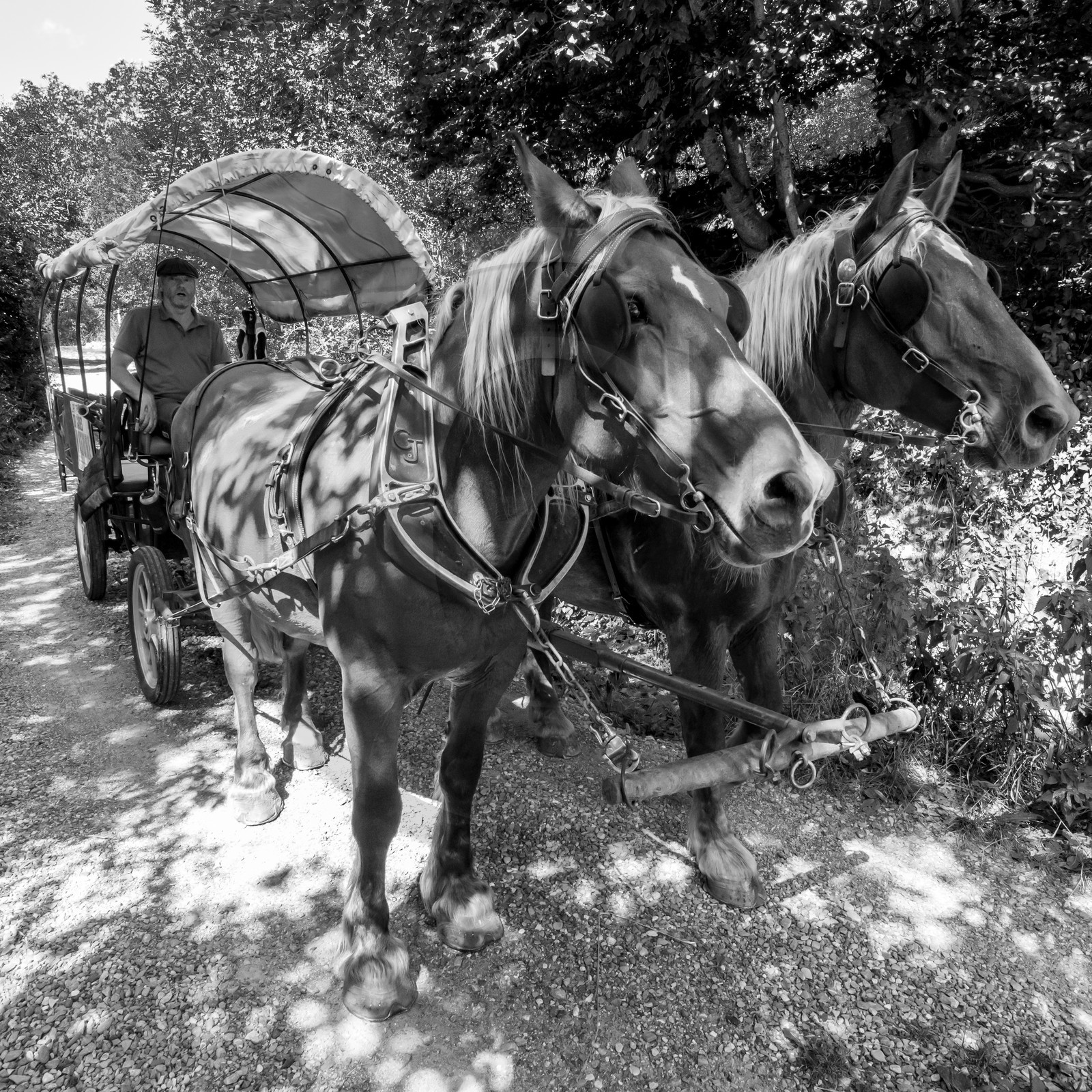 01 septembre 2021 : Promenade en cariole et contes