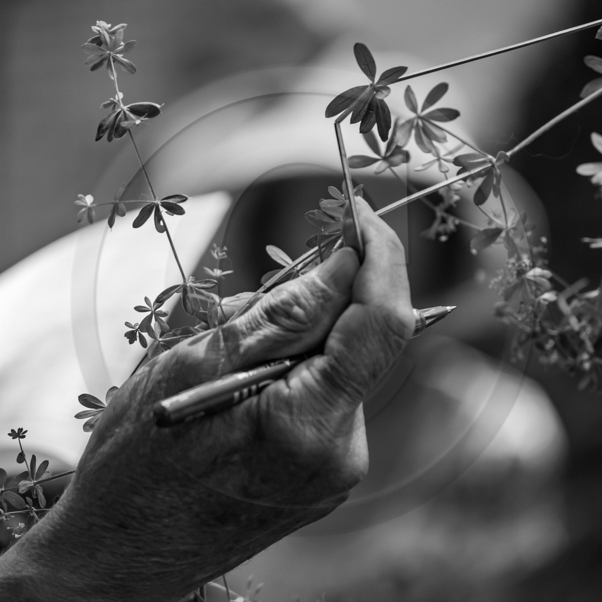 29 juin 2022 : Découverte des plantes sauvages