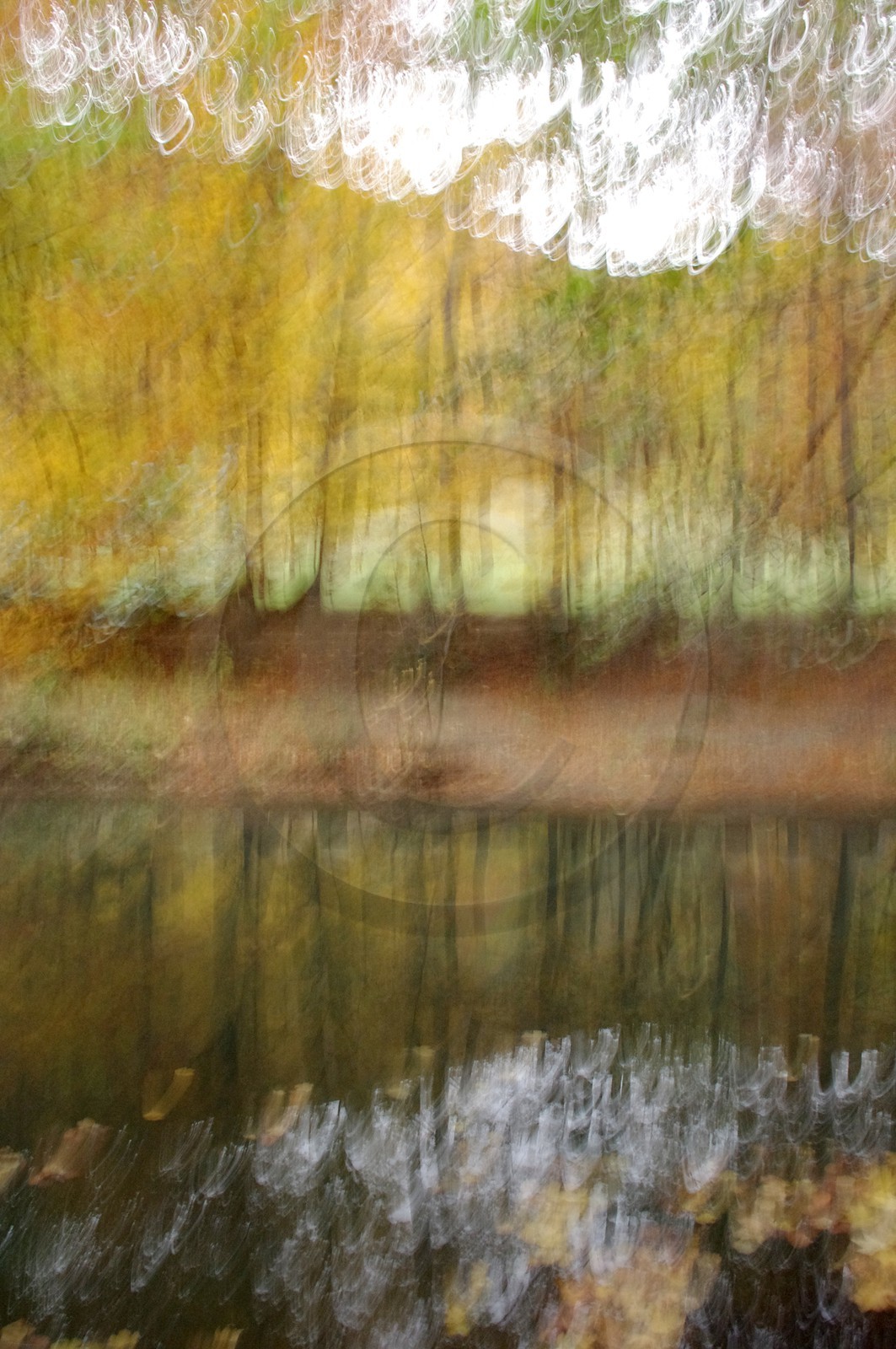 Le Pays des Arbres Flous