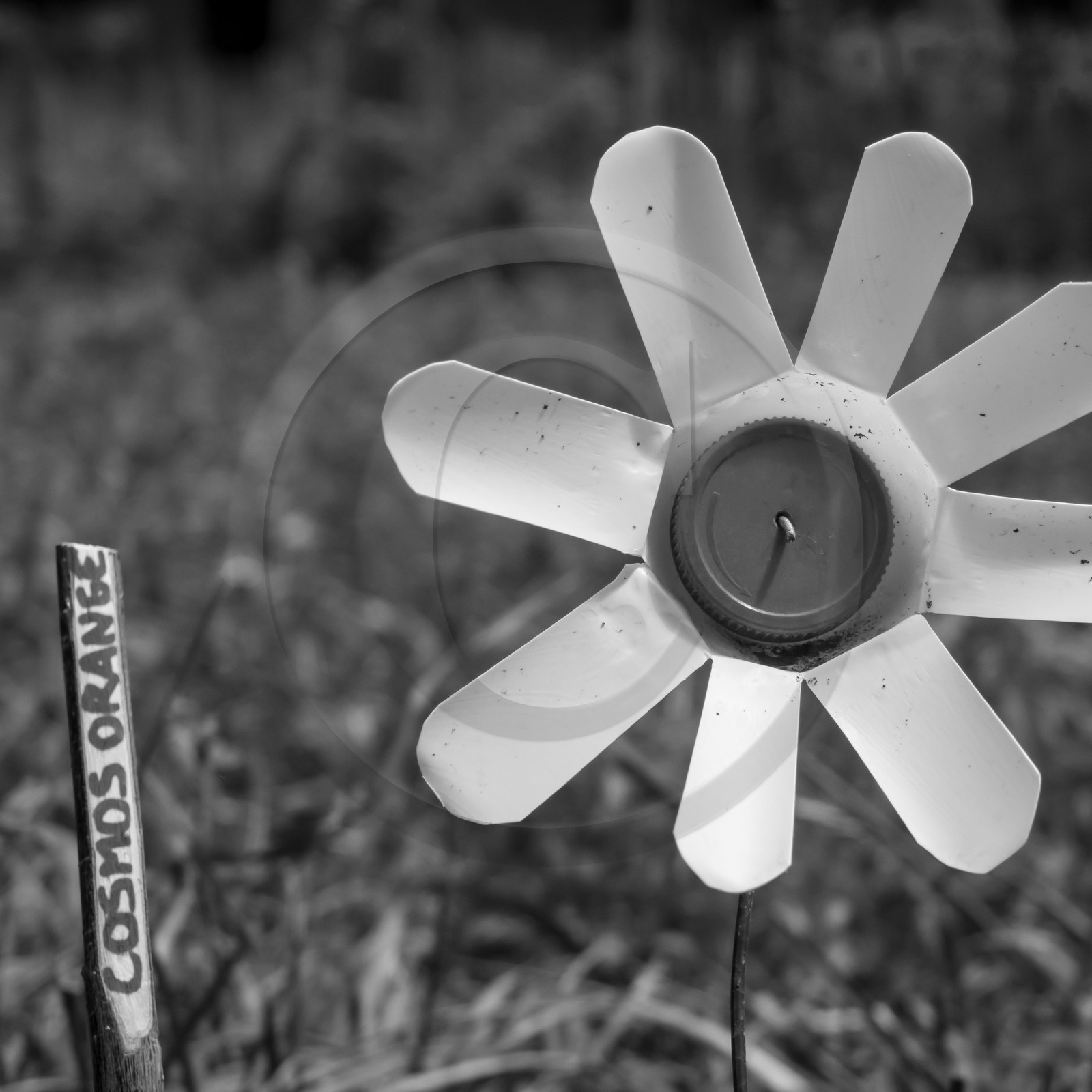 12 juin 2019 : Après-midi au jardin