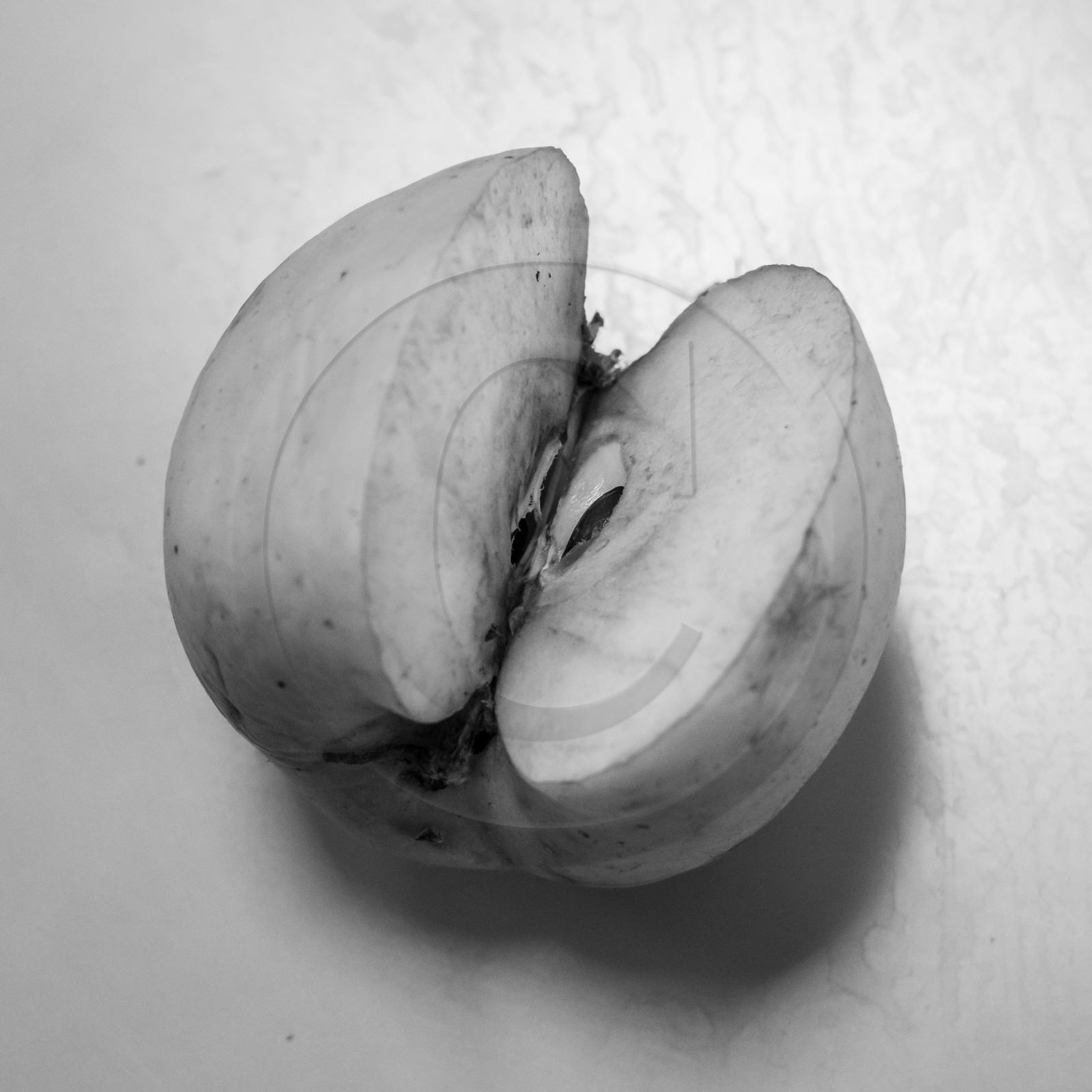 03 avril 2019 : Initiation à la greffe d'arbres fruitiers