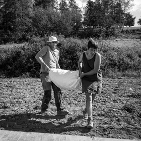 La récolte des pommes de terre