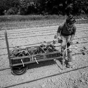 La plantation des courges