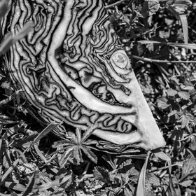 06 juin 2021 : Vide-Jardin et peinture végétale