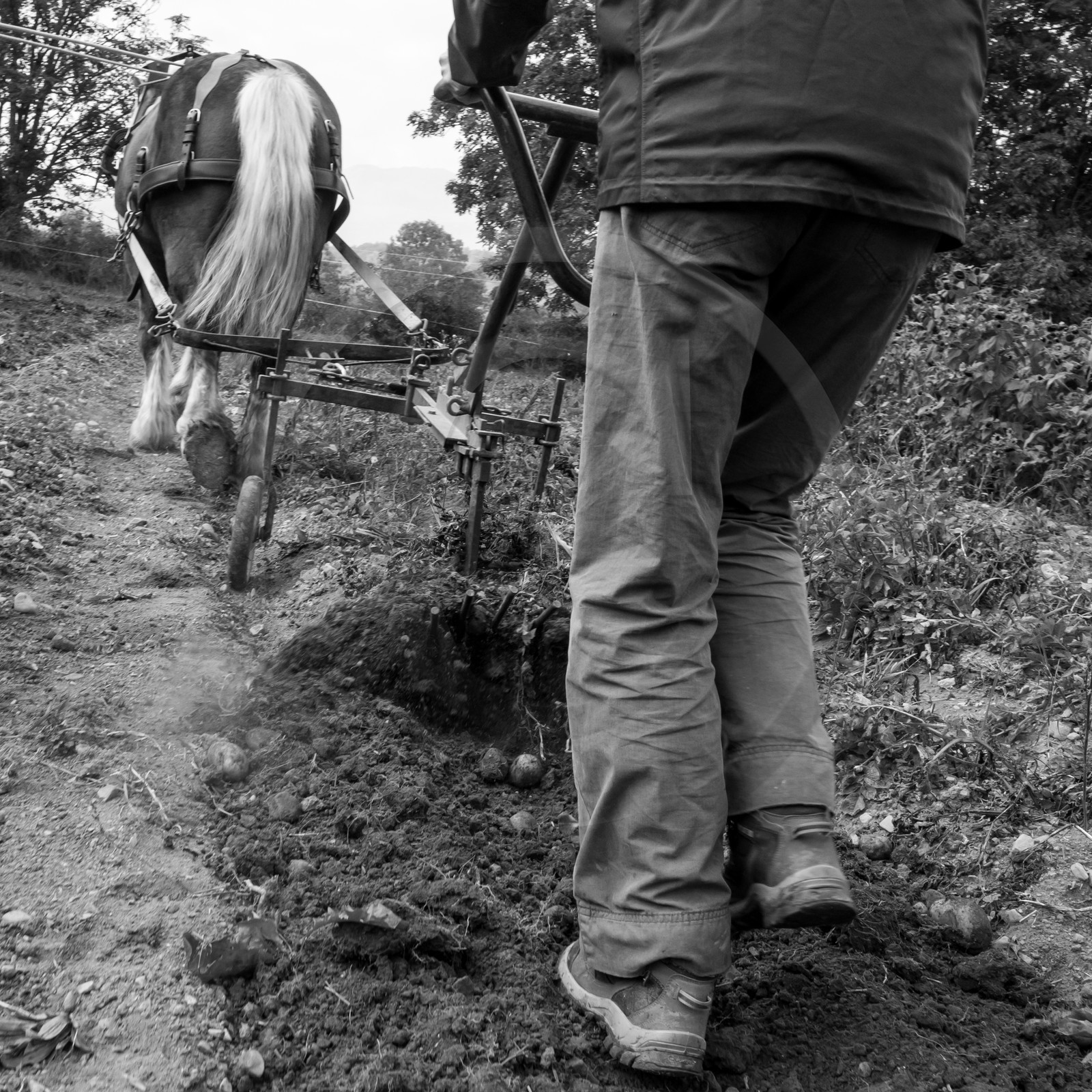 La récolte des pommes de terre avec un cheval