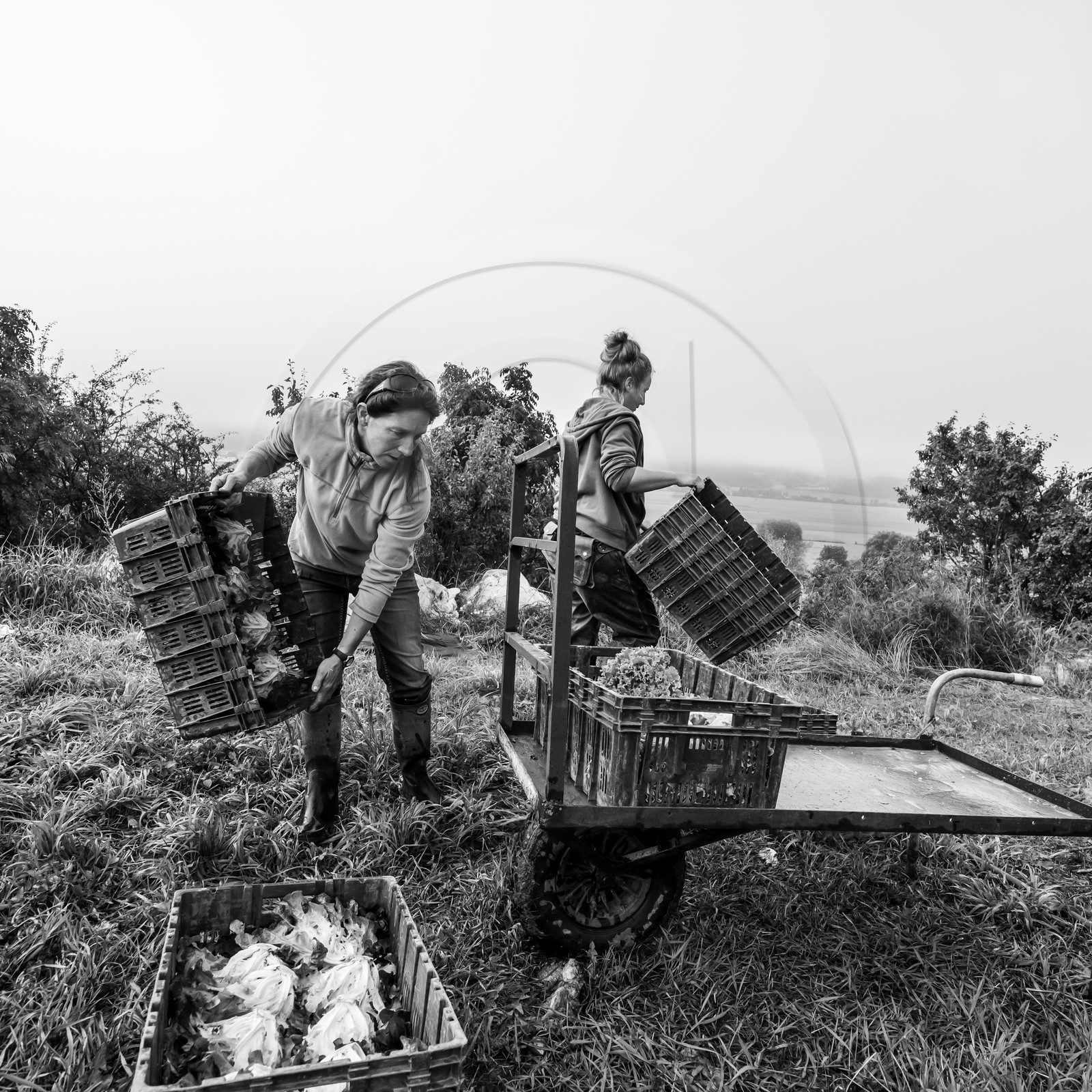 Maraichage biologique dans le Champsaur