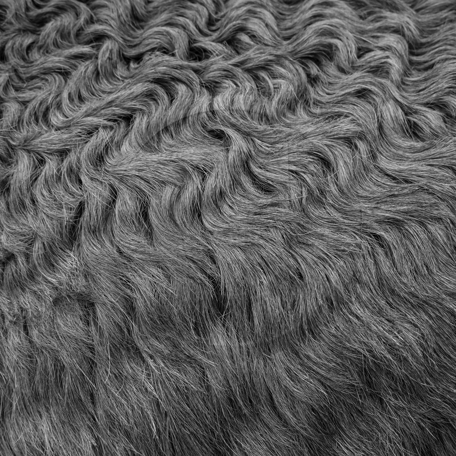 L'asinerie Le sentier des ânes