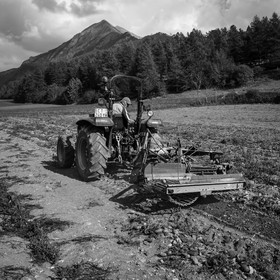 La récolte des pommes de terre