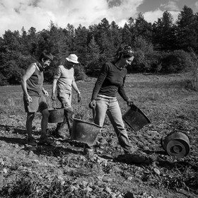 La récolte des pommes de terre