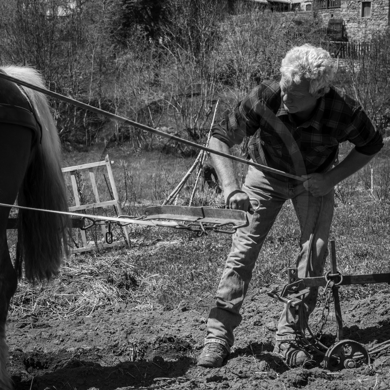 Labour avec un cheval