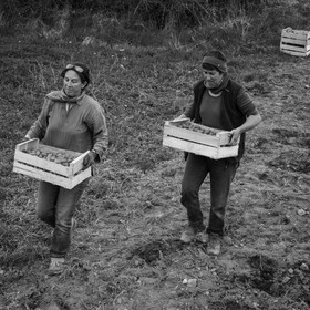 La plantation des pommes de terre