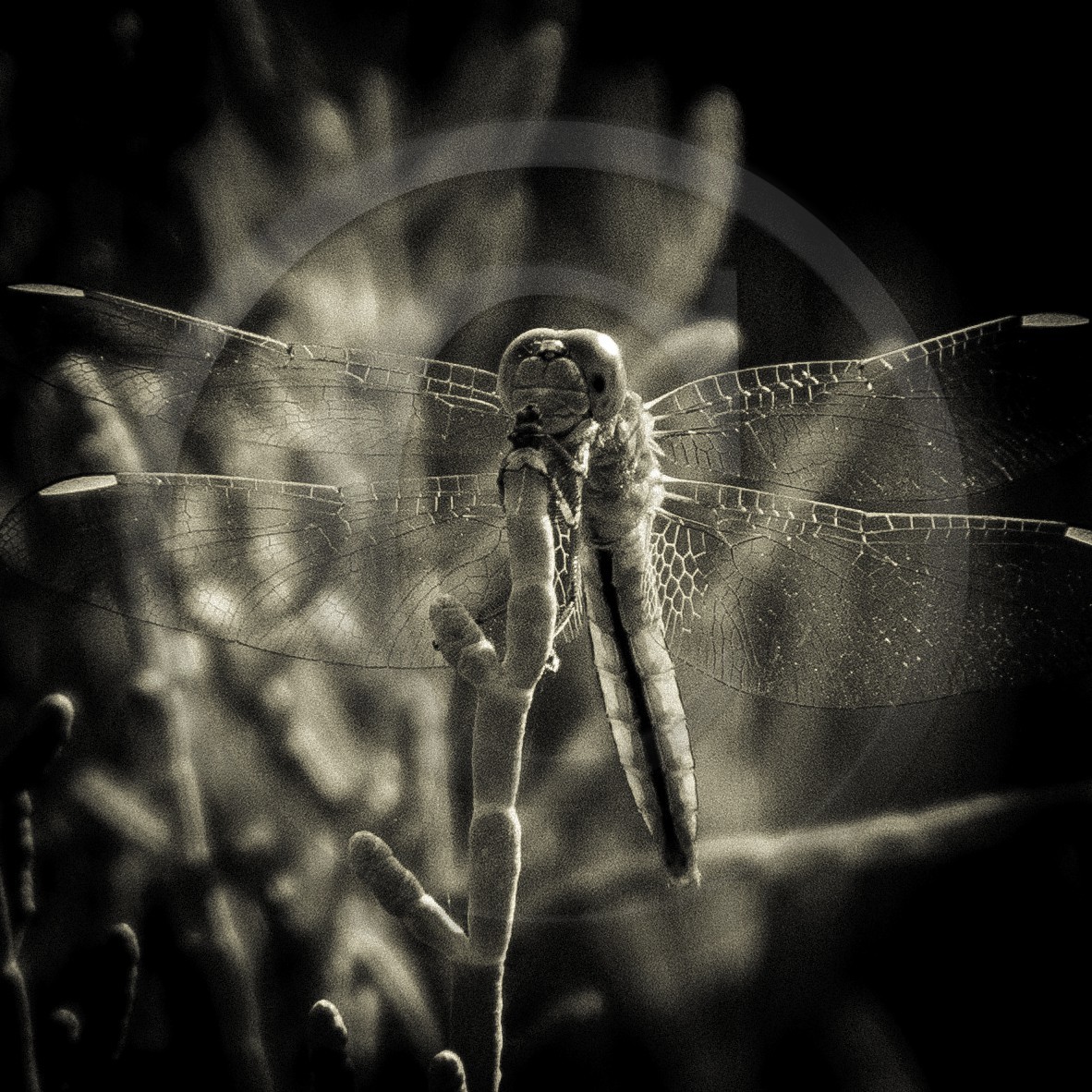 Portrait de libellule