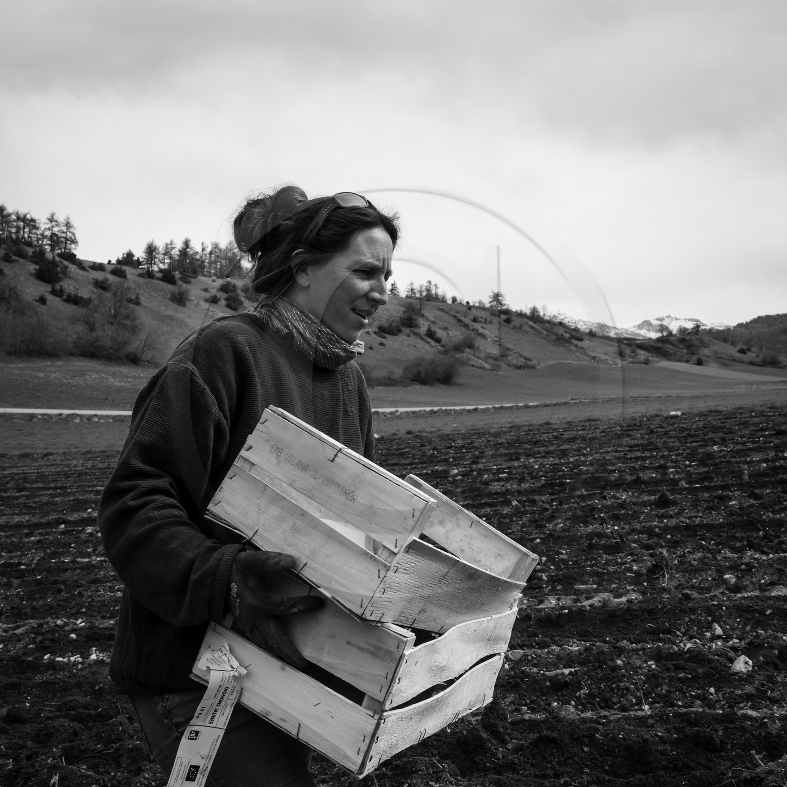 La plantation des pommes de terre