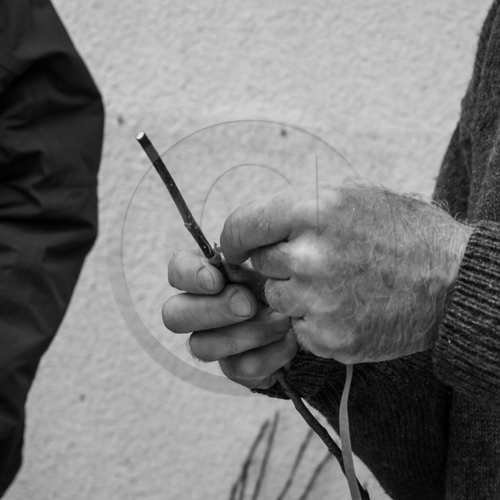 03 avril 2019 : Initiation à la greffe d'arbres fruitiers