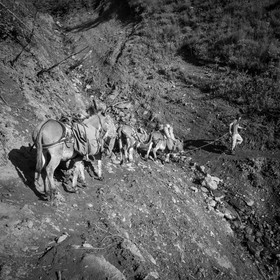 La transhumance des ânes