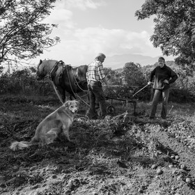 La récolte des pommes de terre avec un cheval