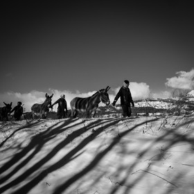 Les ânes dans la neige