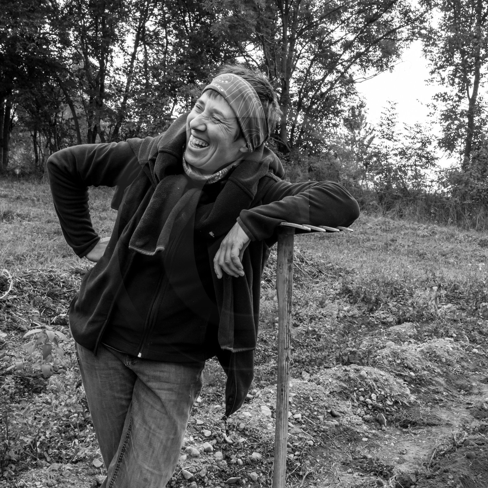 La récolte des pommes de terre avec un cheval
