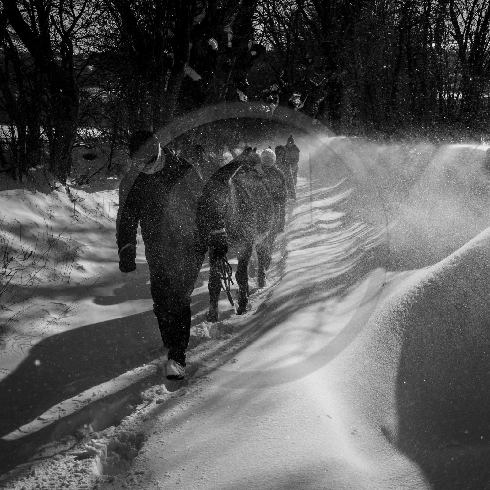 Les ânes dans la neige