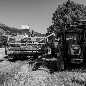 Les moissons dans le Champsaur