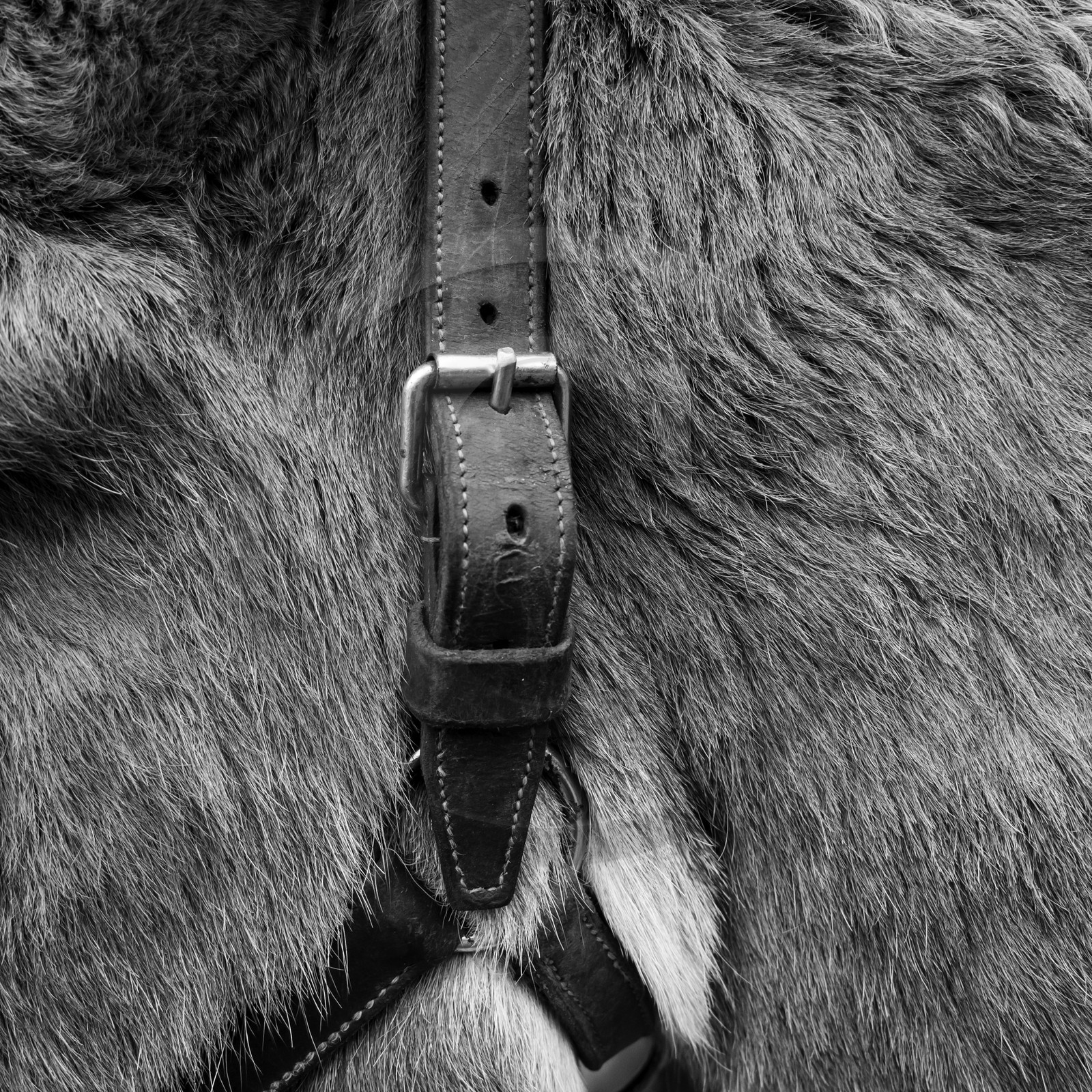 L'asinerie Le sentier des ânes