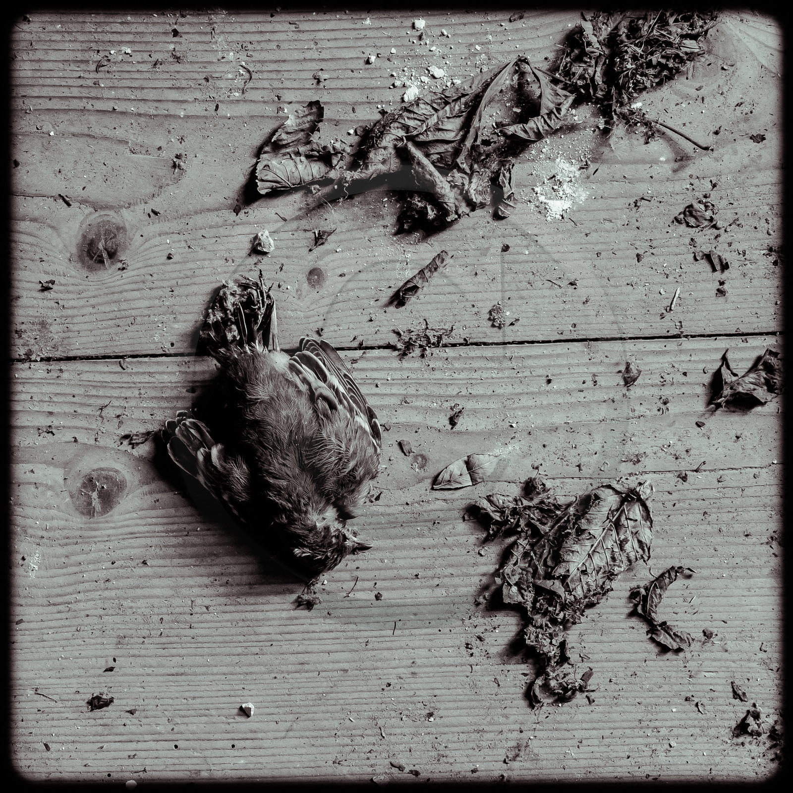 La Villa - Saint-Sébastien