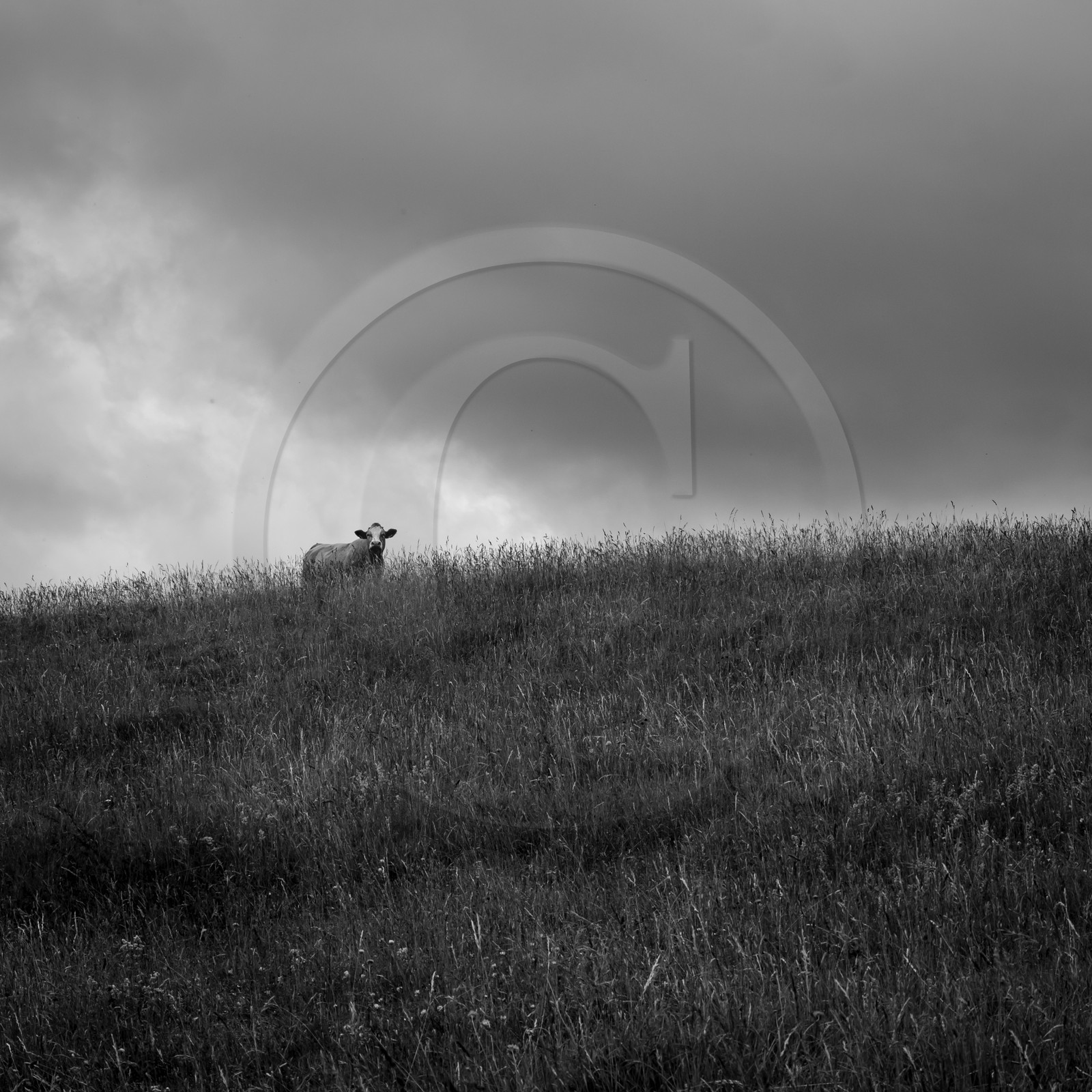 Les vaches au paturage
