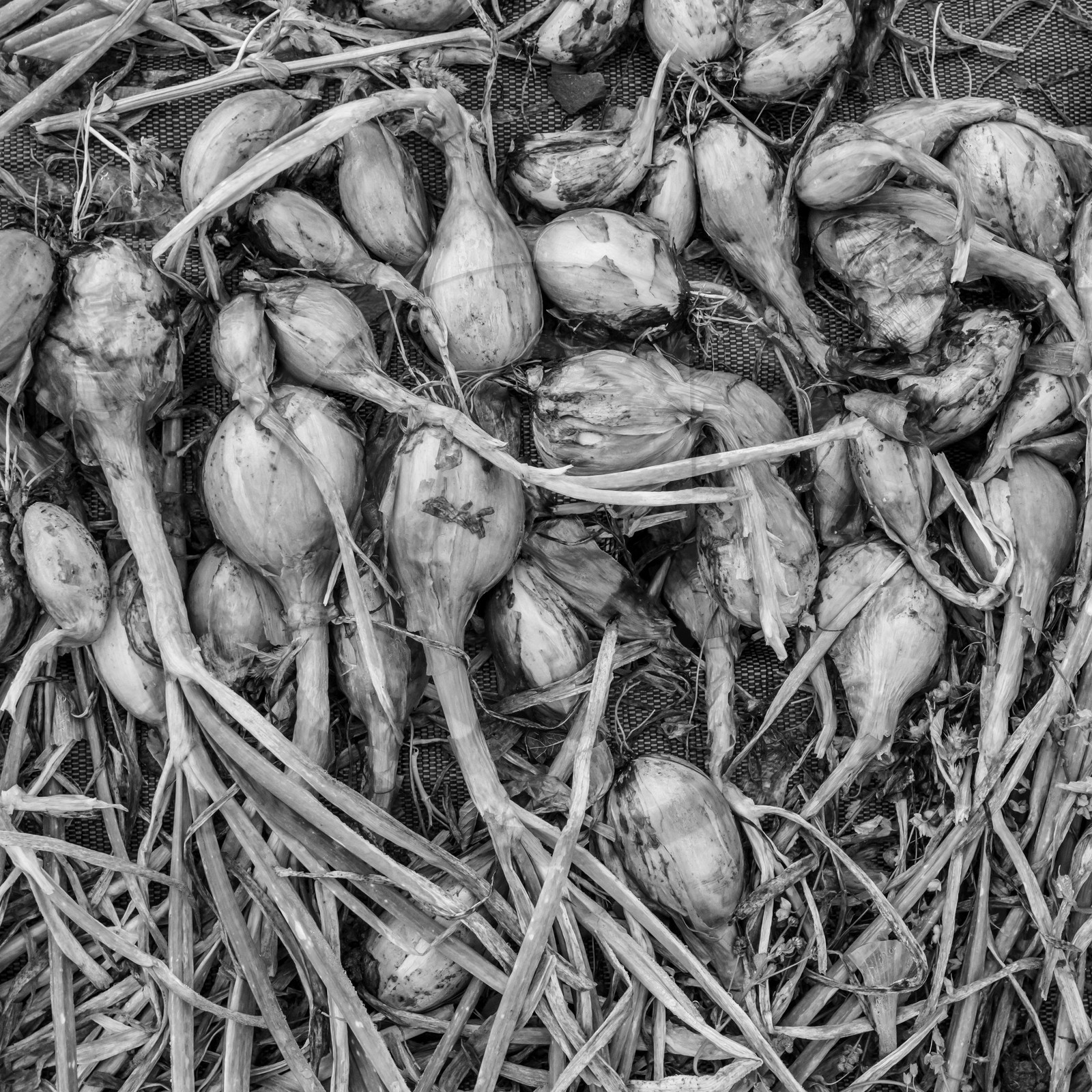 Maraichage biologique dans le Champsaur