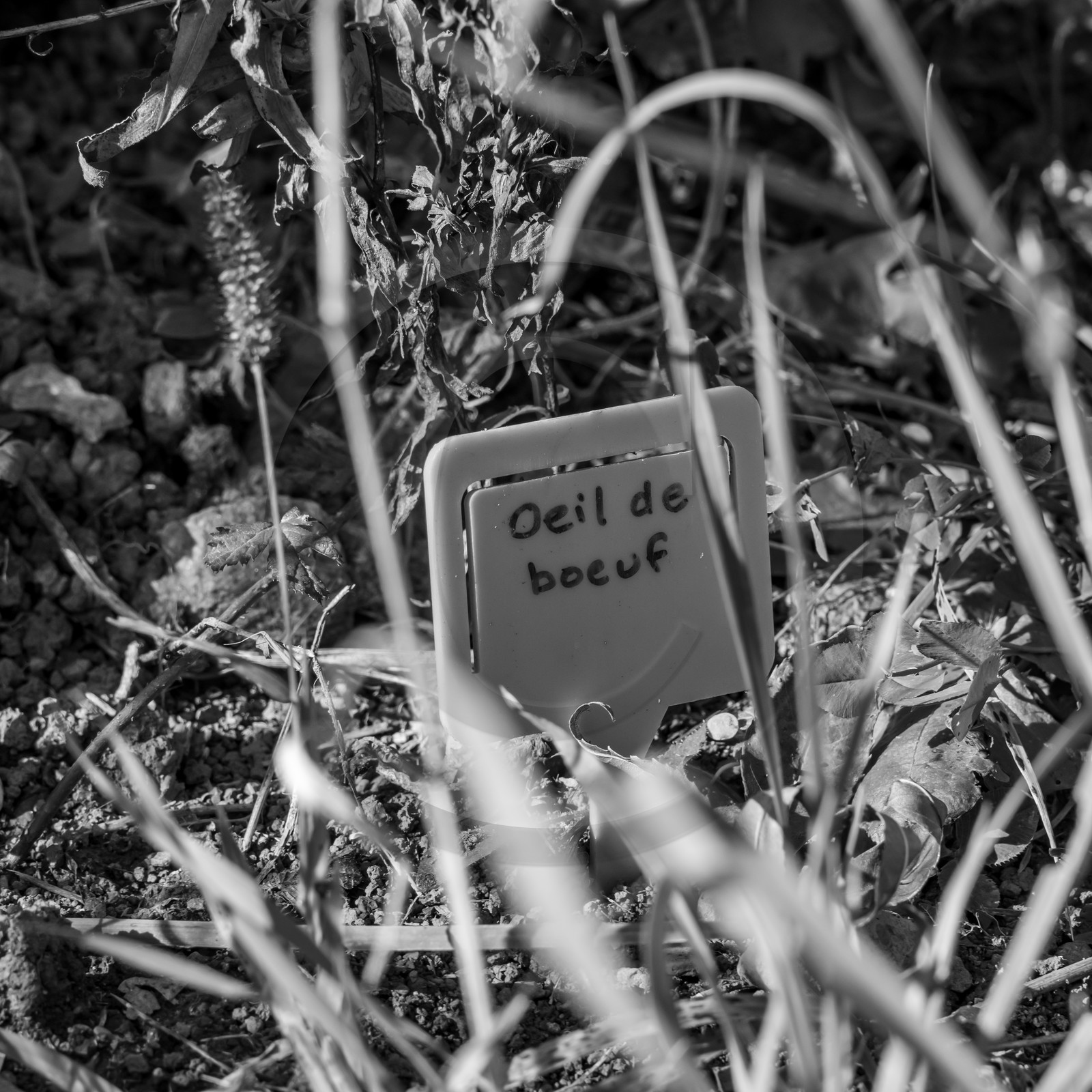 24 octobre 2021 : Fais ta soupe et ramène ta pomme