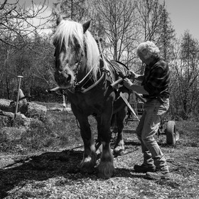 Labour avec un cheval