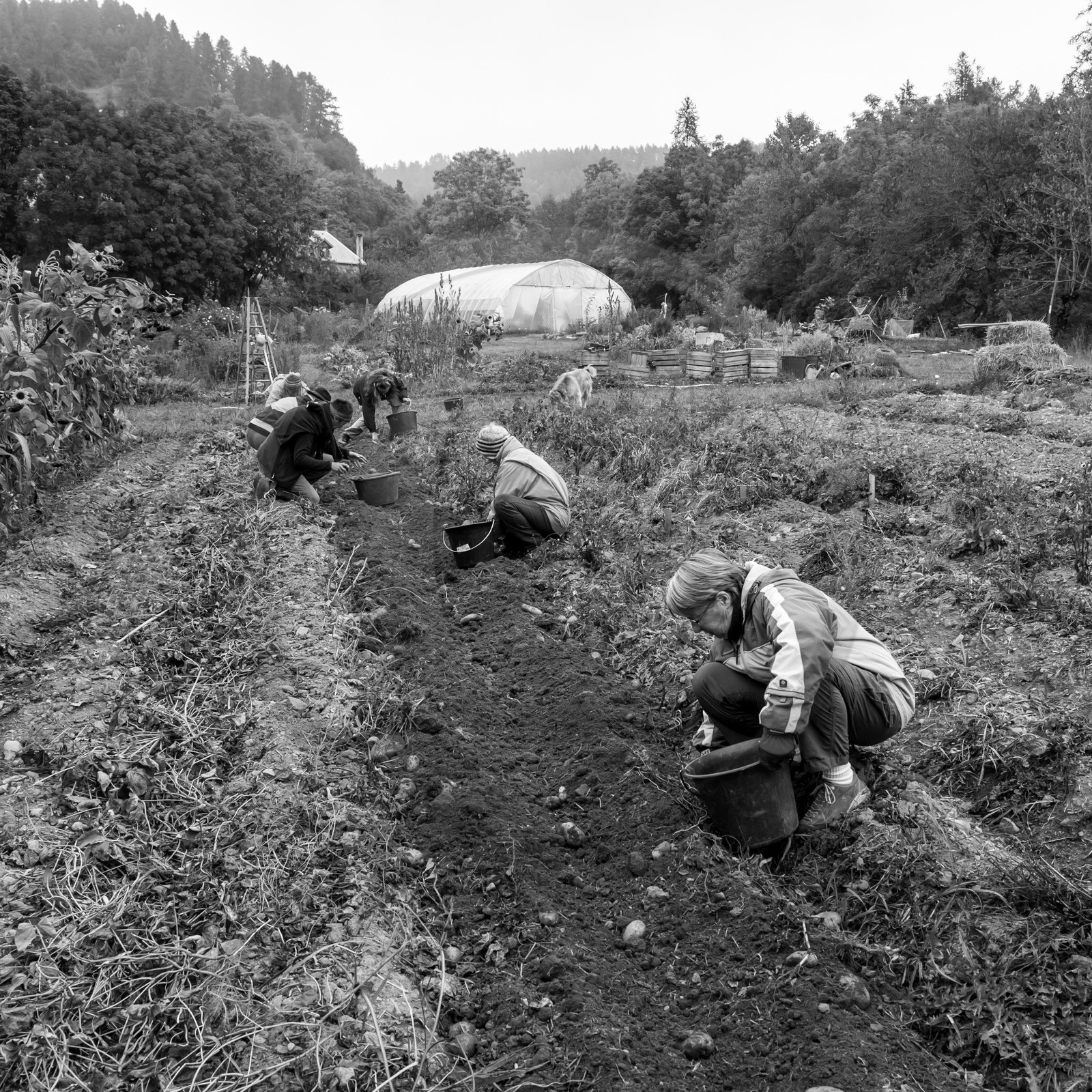 La récolte des pommes de terre avec un cheval