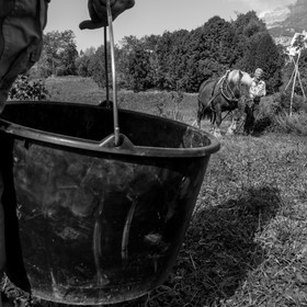 La récolte des pommes de terre avec un cheval
