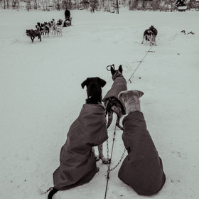 La Valgaude Traineau 2015