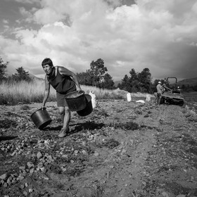 La récolte des pommes de terre