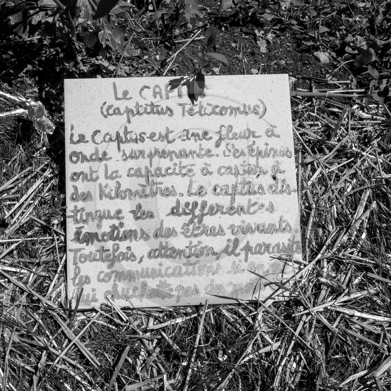 12 juin 2019 : Après-midi au jardin