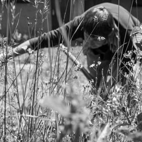 07 juin 2017 - Plantation - Haie - Réunion